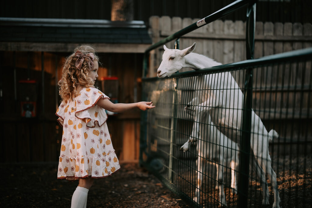 Child interacting with farm animals at Curtis Orchard during a family photography session near Champaign-Urbana, Illinois.